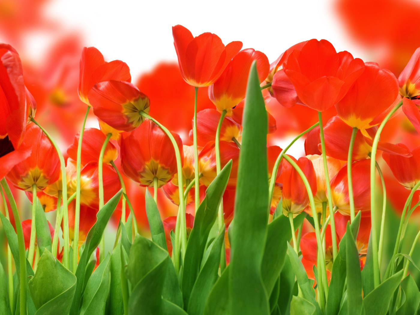Red Tulips wallpaper 1400x1050