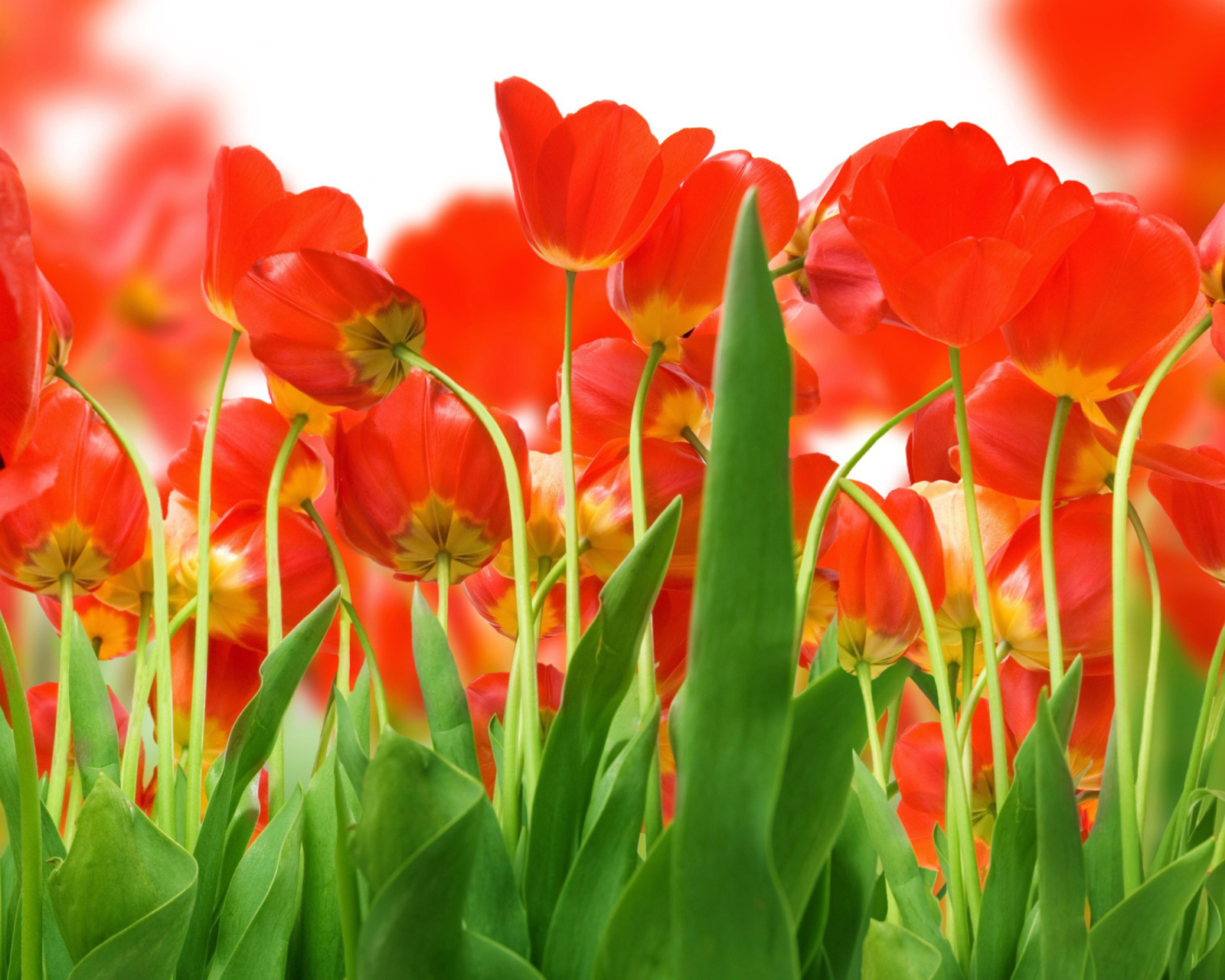 Das Red Tulips Wallpaper 1600x1280