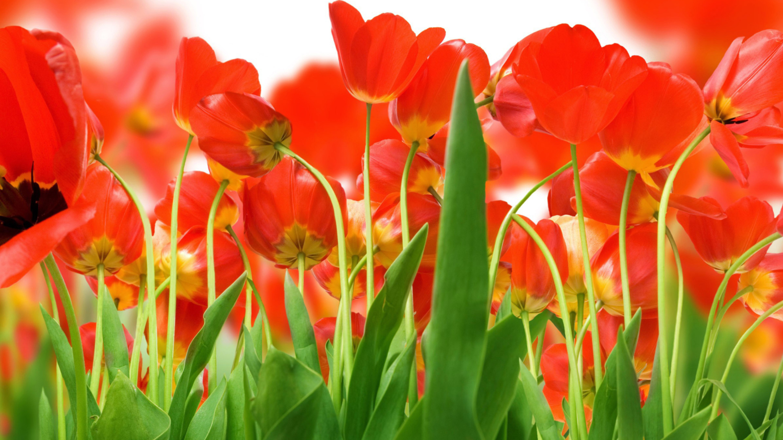 Red Tulips wallpaper 1600x900