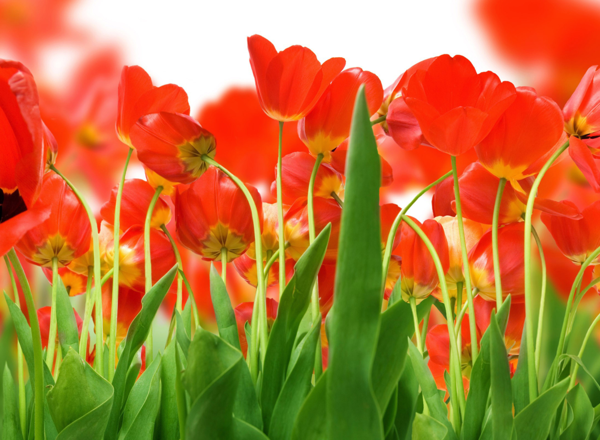 Red Tulips wallpaper 1920x1408
