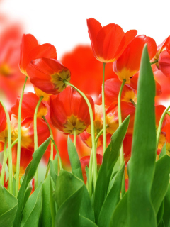 Red Tulips wallpaper 240x320