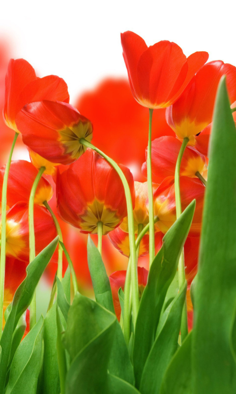 Red Tulips wallpaper 480x800