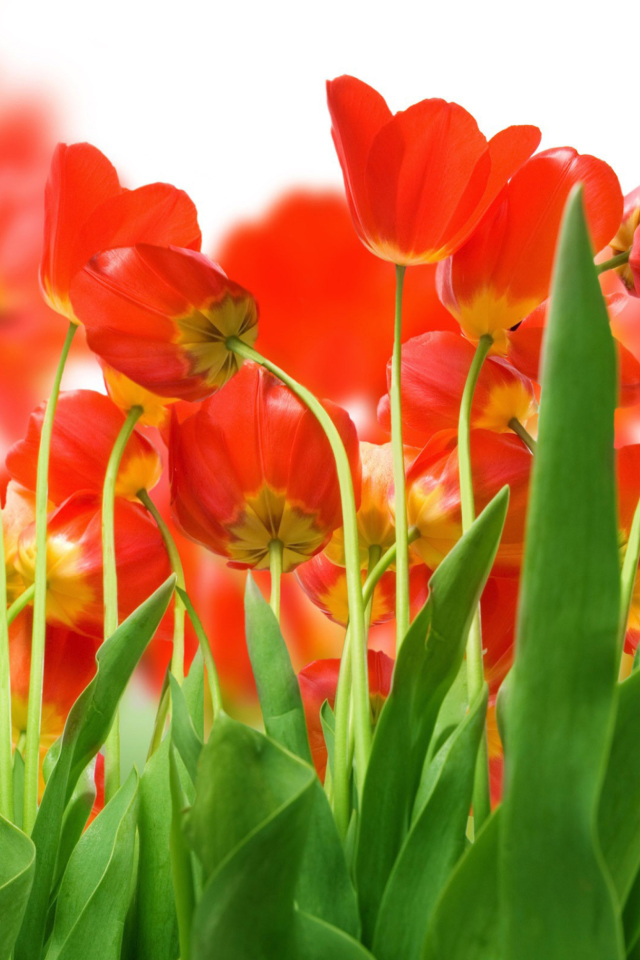 Red Tulips screenshot #1 640x960