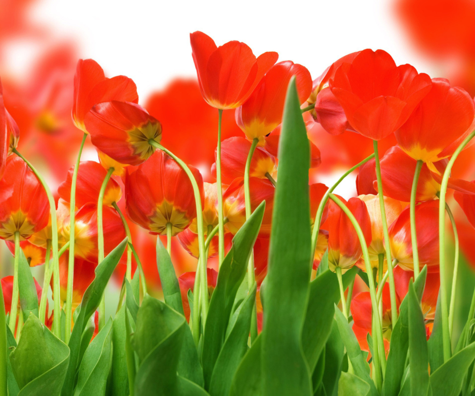 Das Red Tulips Wallpaper 960x800