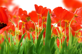 Red Tulips papel de parede para celular 