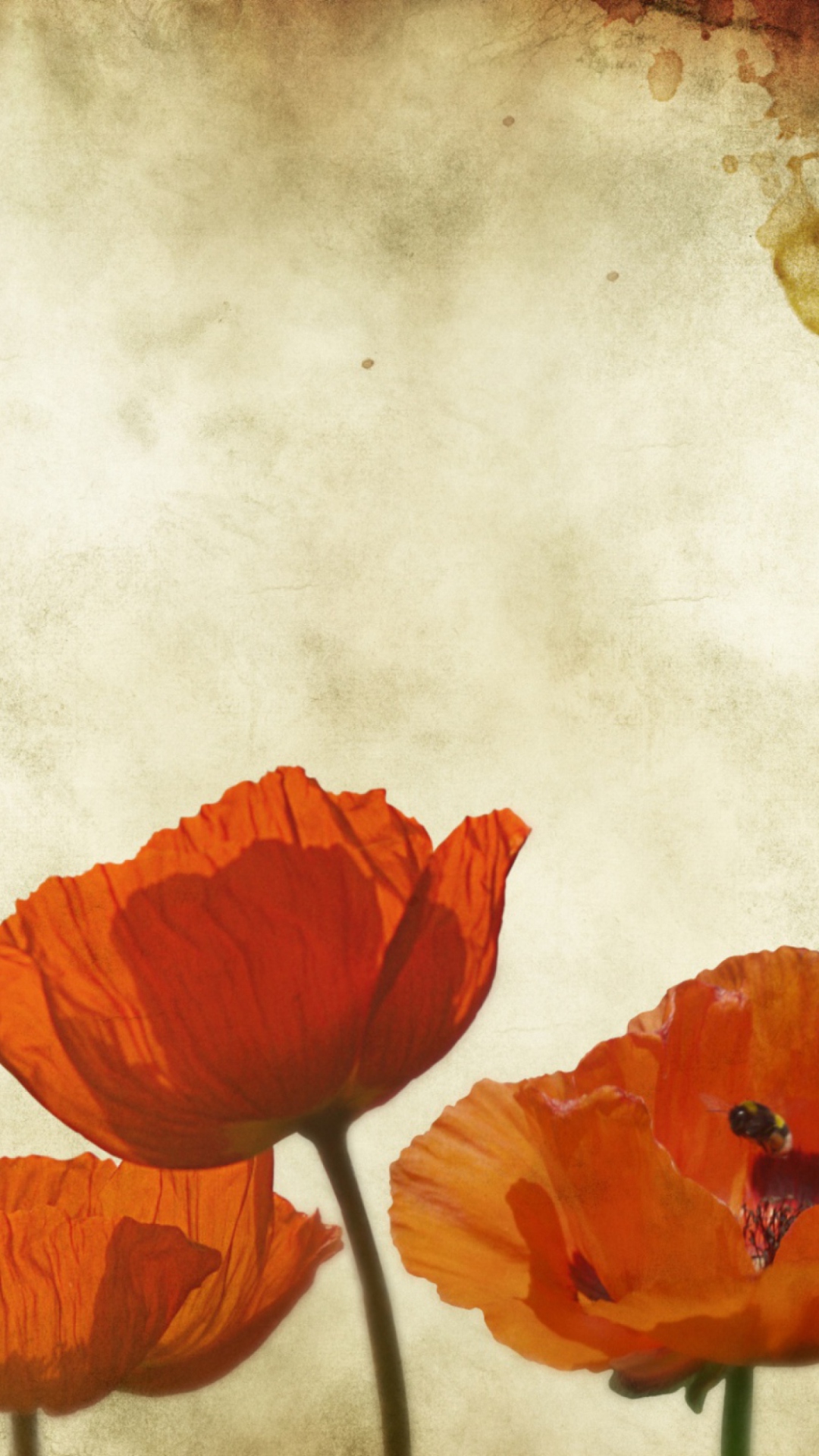 Poppies Vinatge wallpaper 1080x1920
