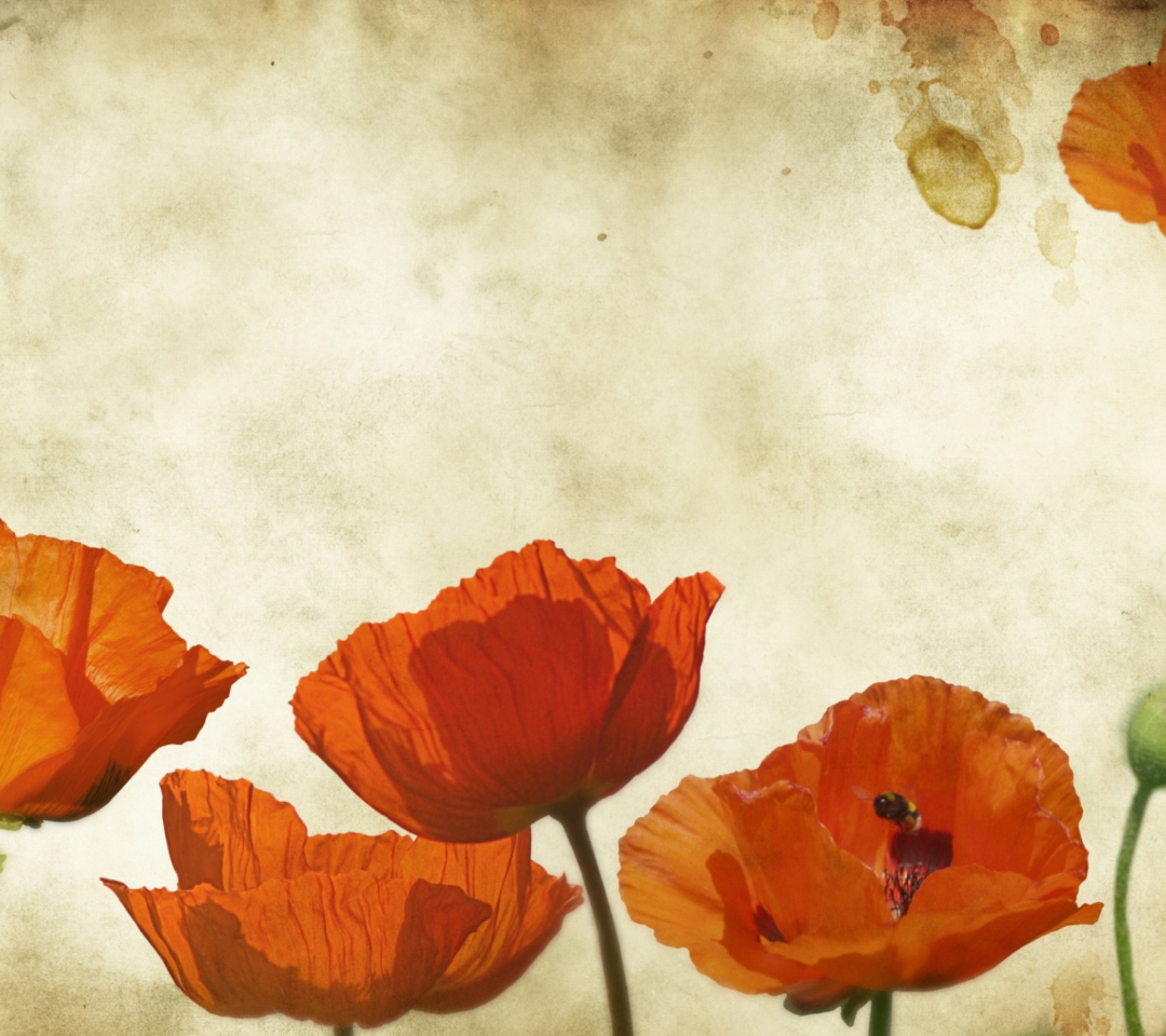 Poppies Vinatge wallpaper 1080x960