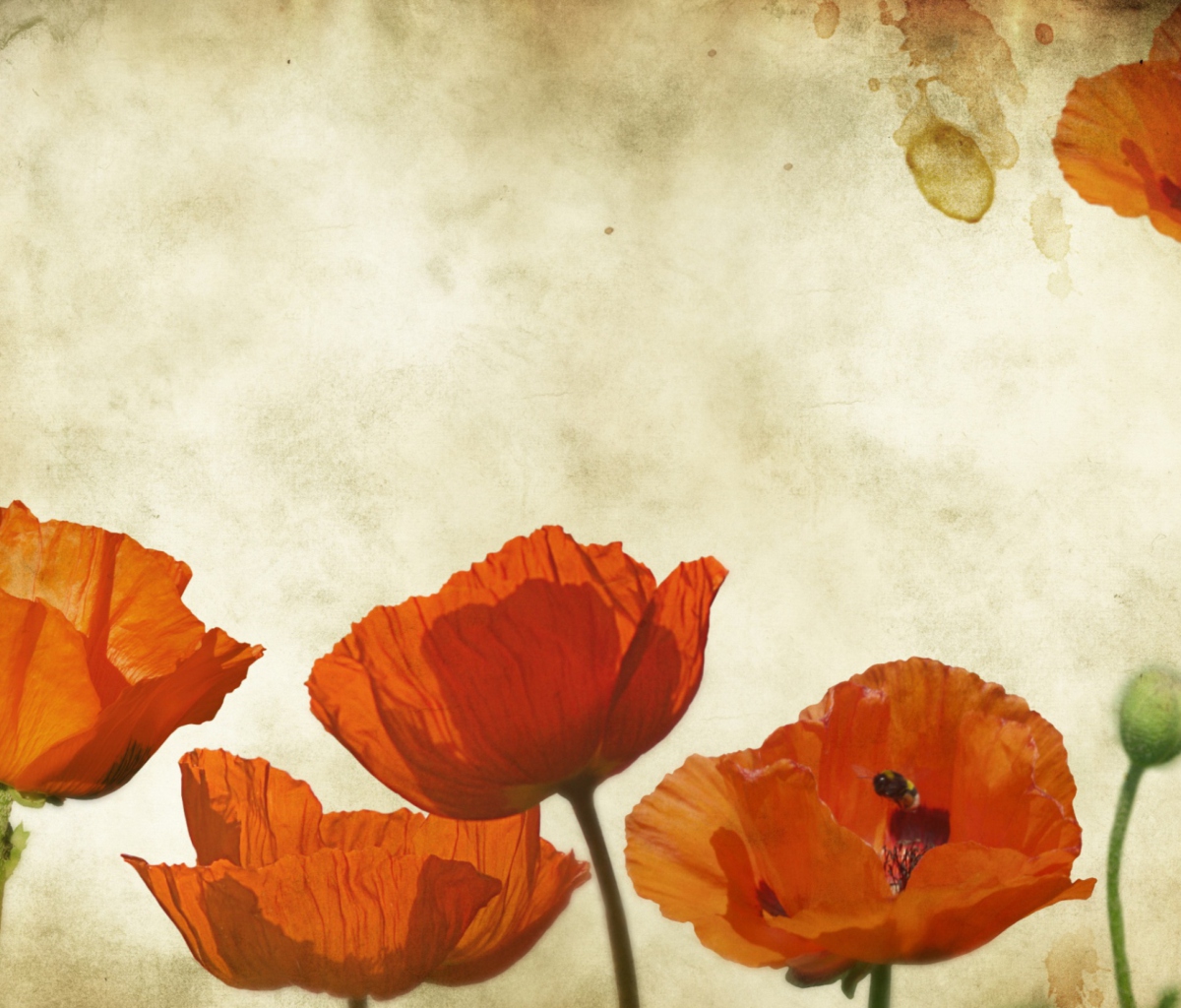 Screenshot №1 pro téma Poppies Vinatge 1200x1024