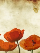 Poppies Vinatge wallpaper 132x176