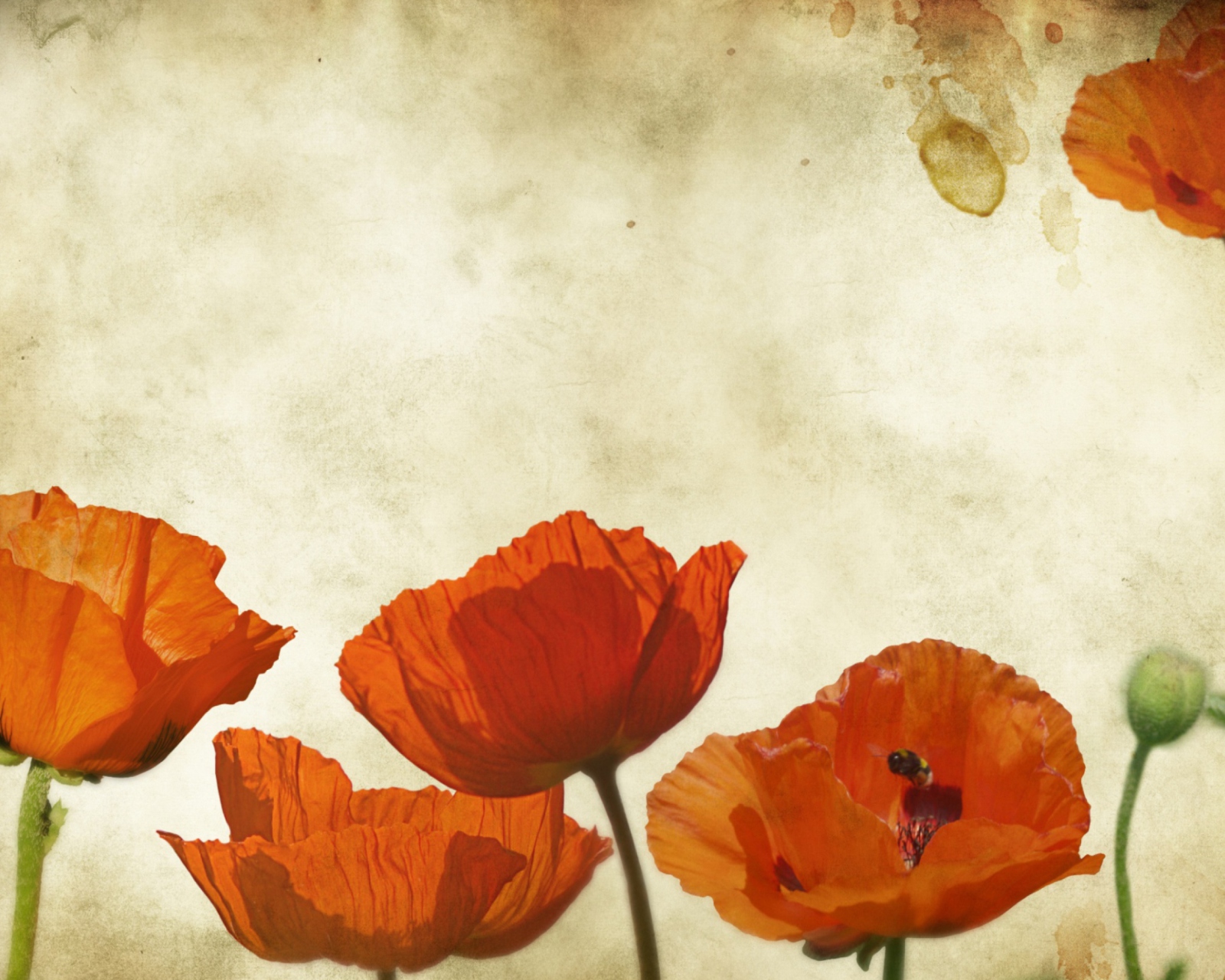 Fondo de pantalla Poppies Vinatge 1600x1280