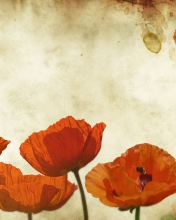 Sfondi Poppies Vinatge 176x220