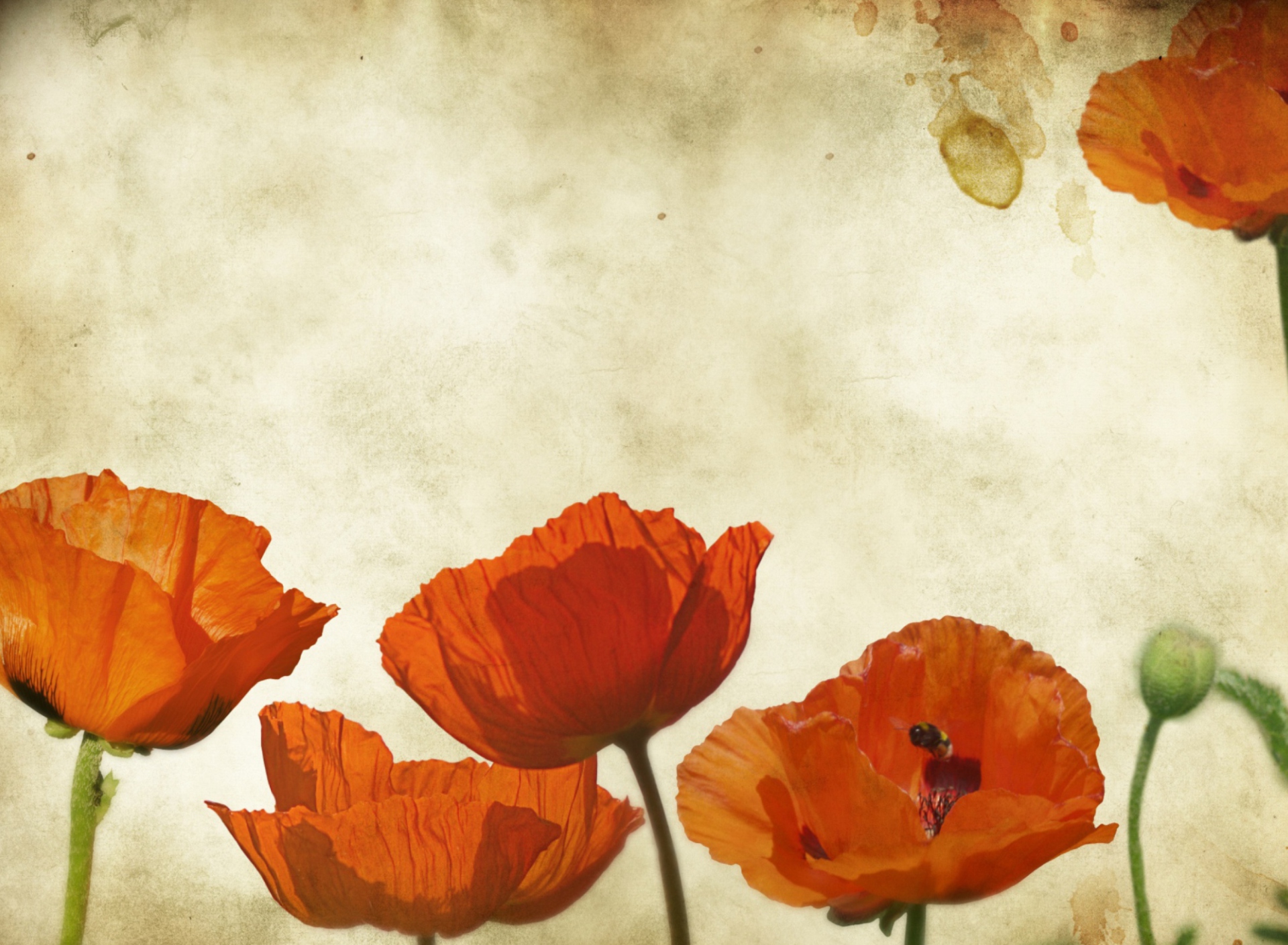 Das Poppies Vinatge Wallpaper 1920x1408