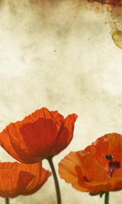 Das Poppies Vinatge Wallpaper 240x400