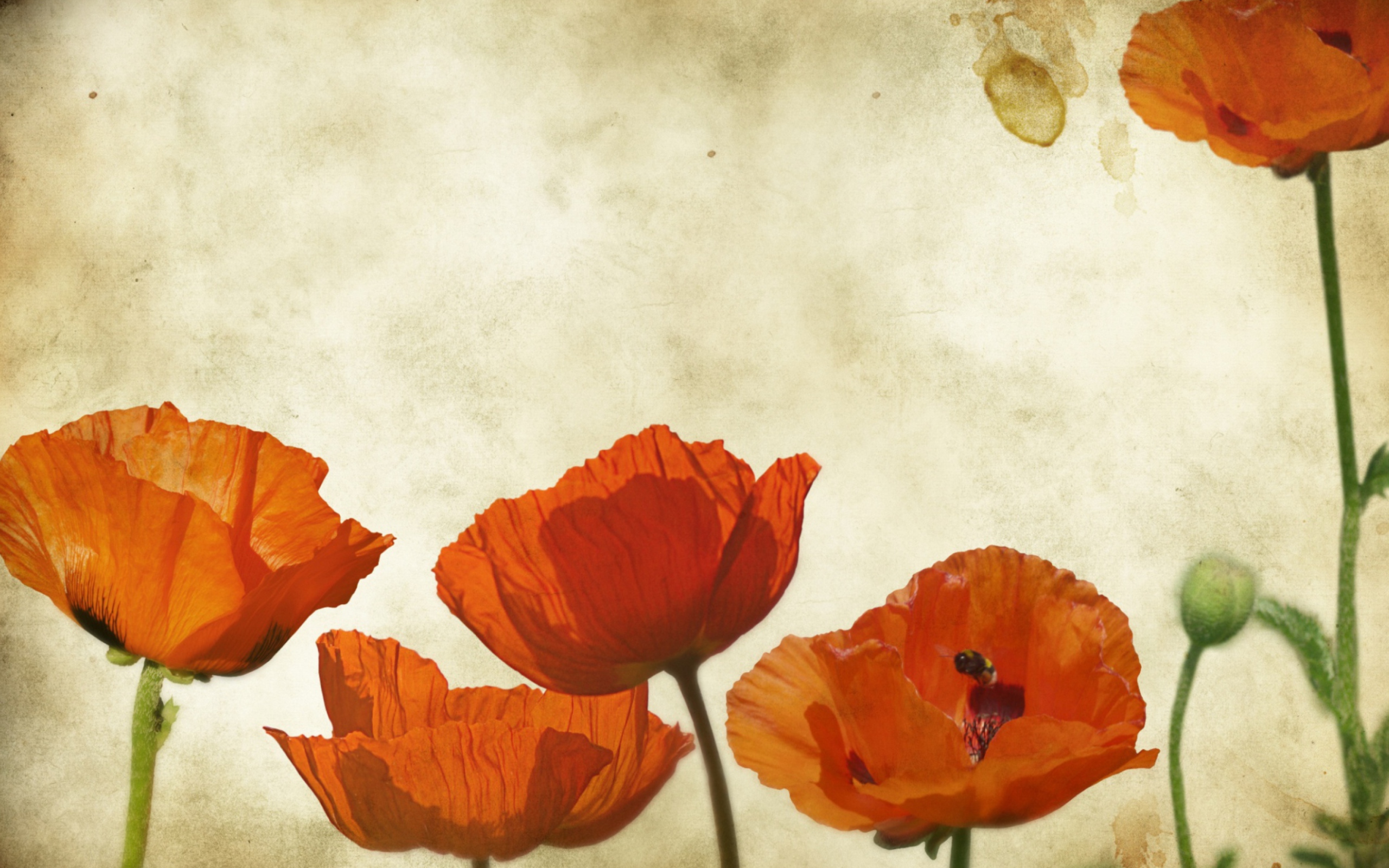Poppies Vinatge screenshot #1 2560x1600