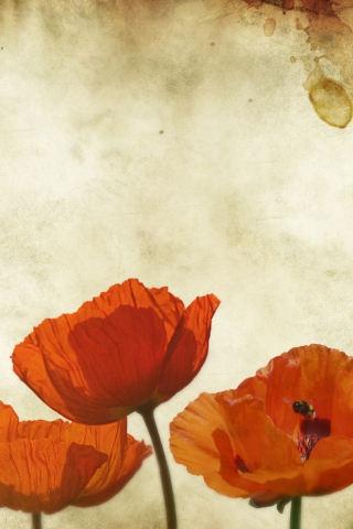 Das Poppies Vinatge Wallpaper 320x480