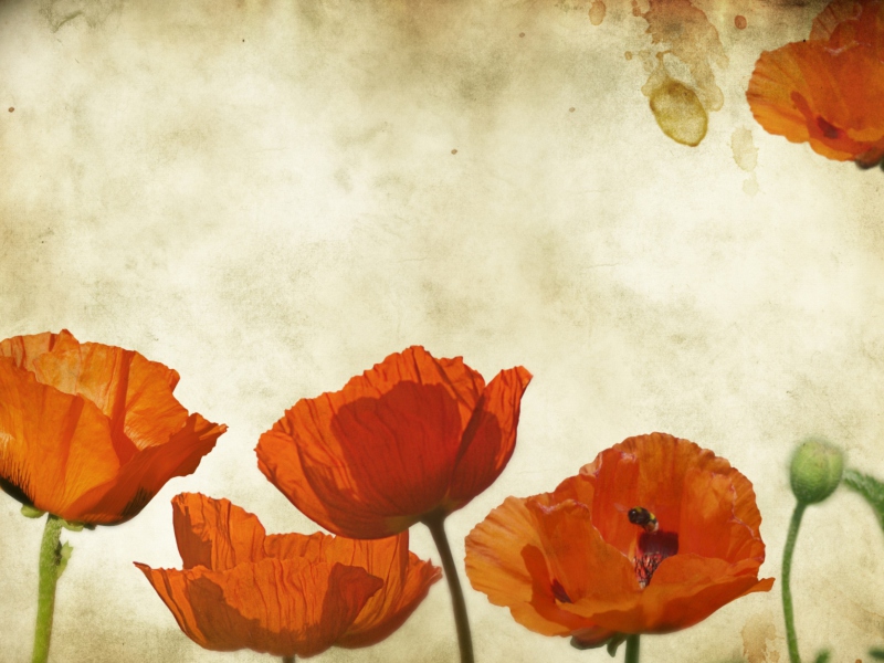 Poppies Vinatge screenshot #1 800x600
