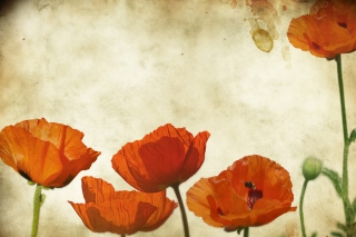 Poppies Vinatge Picture for Android, iPhone and iPad