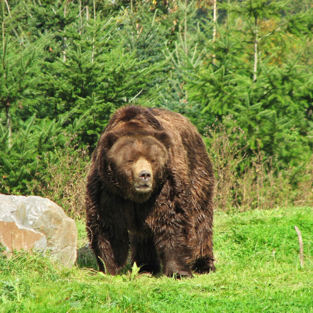 Brown Bear wallpaper 1024x1024