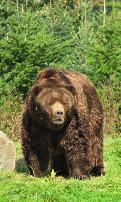 Sfondi Brown Bear 480x800
