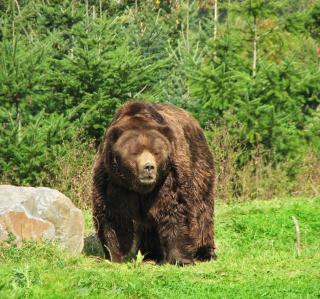 Brown Bear - Obrázkek zdarma pro 1024x1024