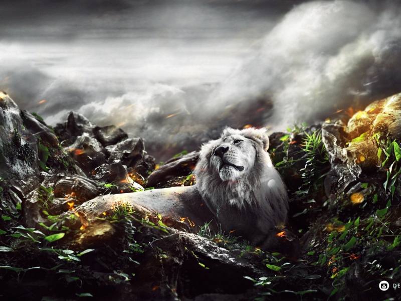 Lion Art wallpaper 800x600