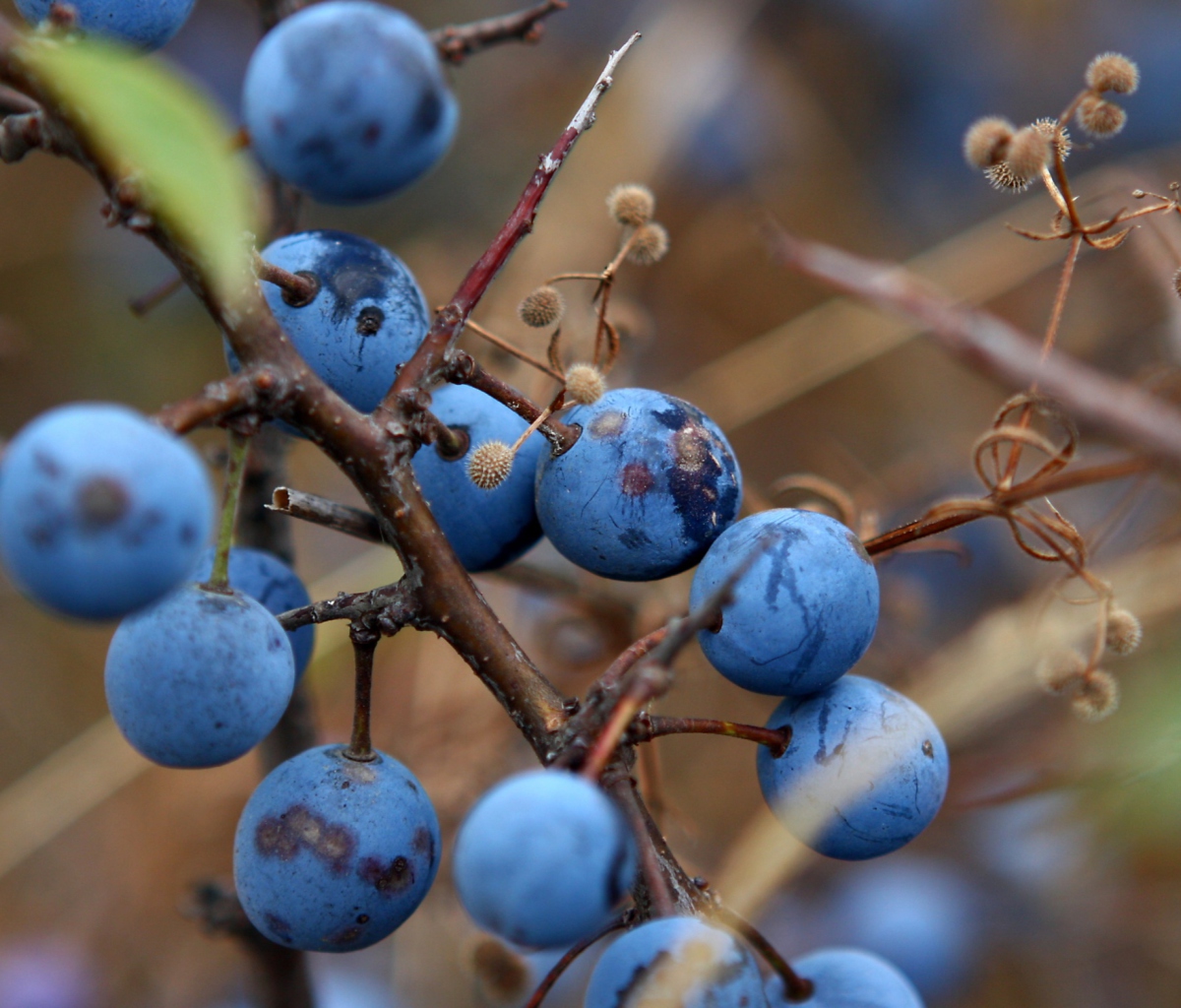 Blueberry screenshot #1 1200x1024