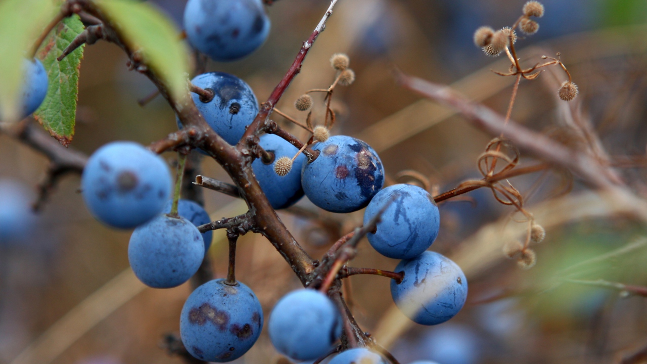 Blueberry wallpaper 1280x720