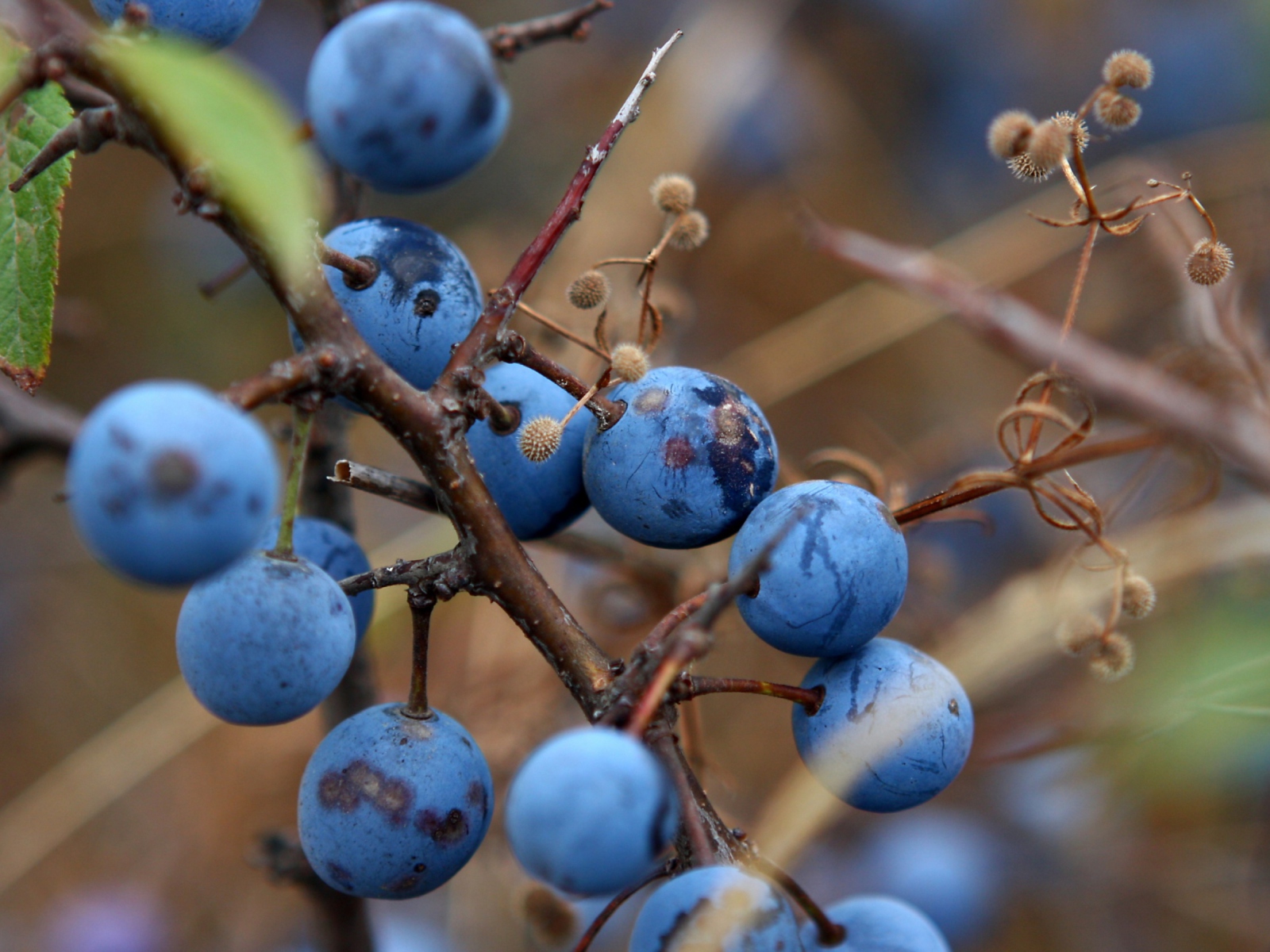 Blueberry screenshot #1 1600x1200