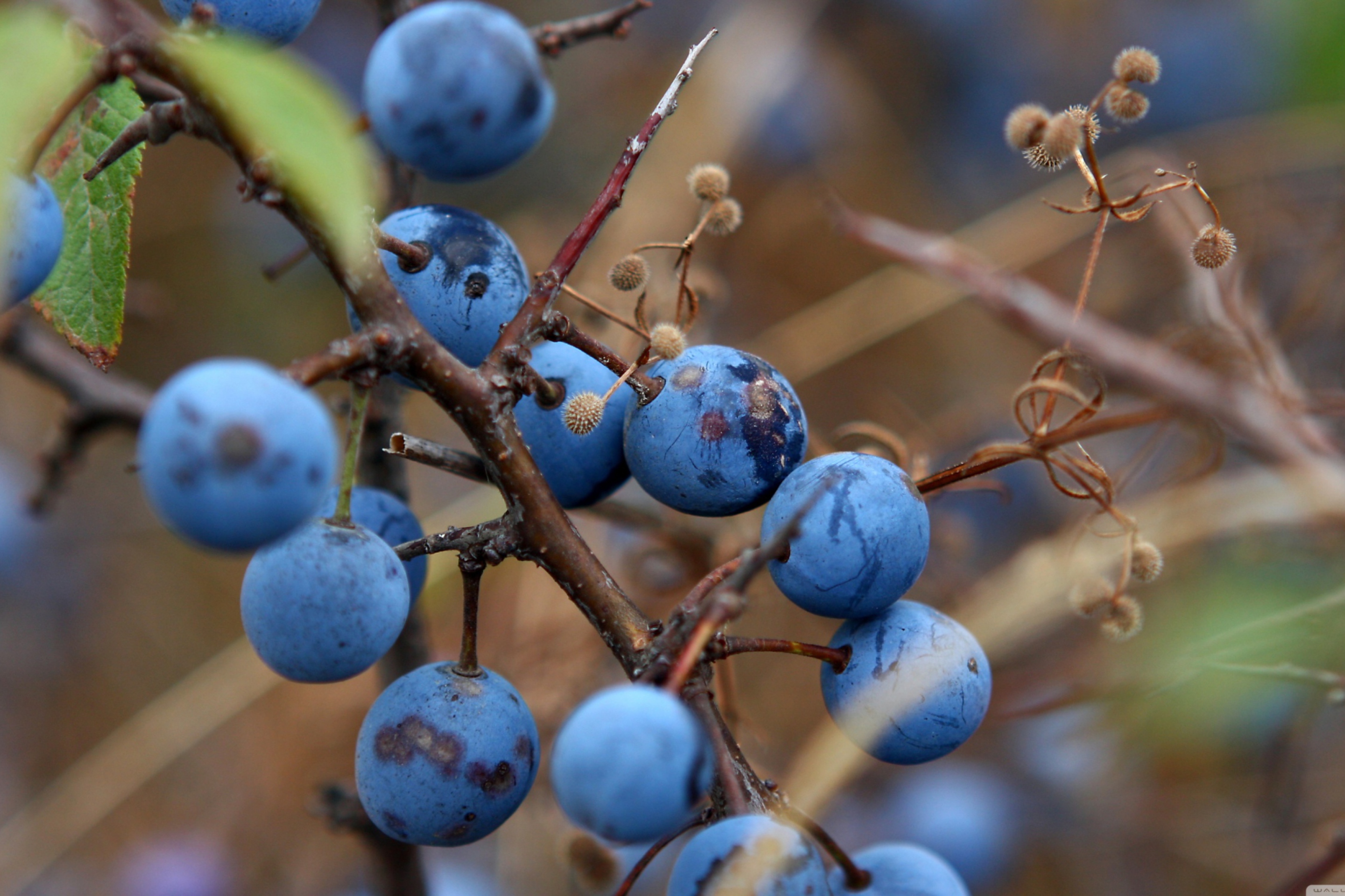 Fondo de pantalla Blueberry 2880x1920