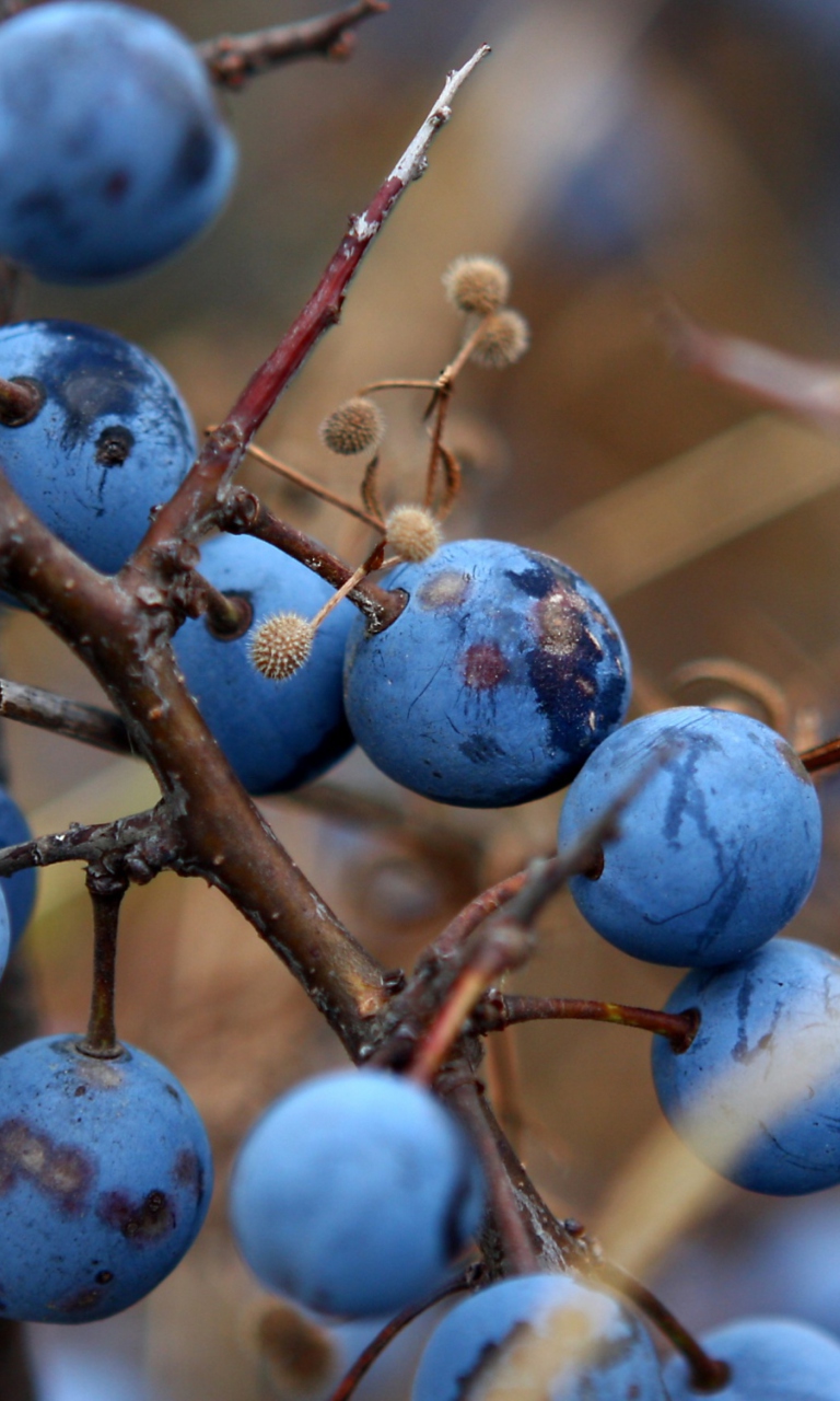 Blueberry wallpaper 768x1280