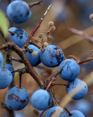 Blueberry - Obrázkek zdarma pro iPhone 5