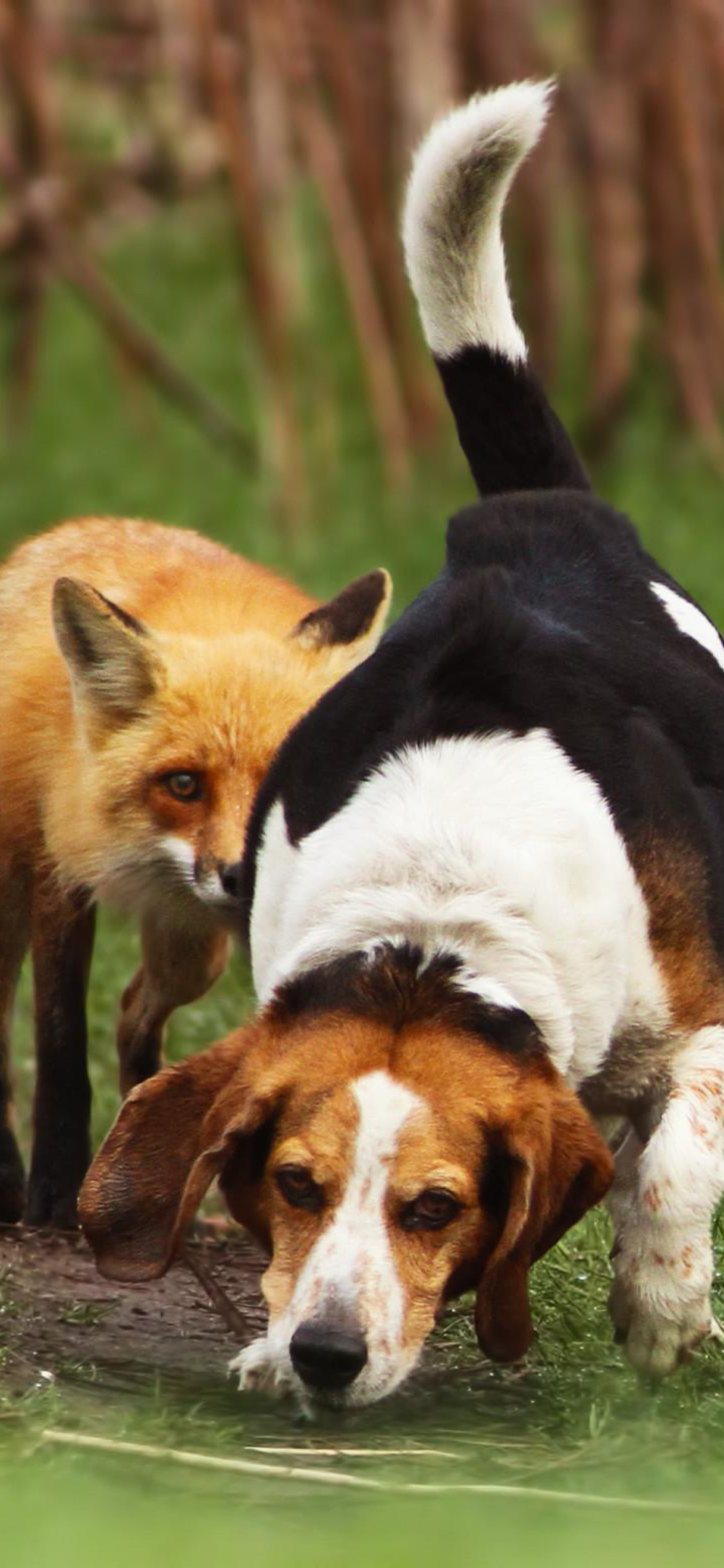 Hunting dog and Fox screenshot #1 1170x2532