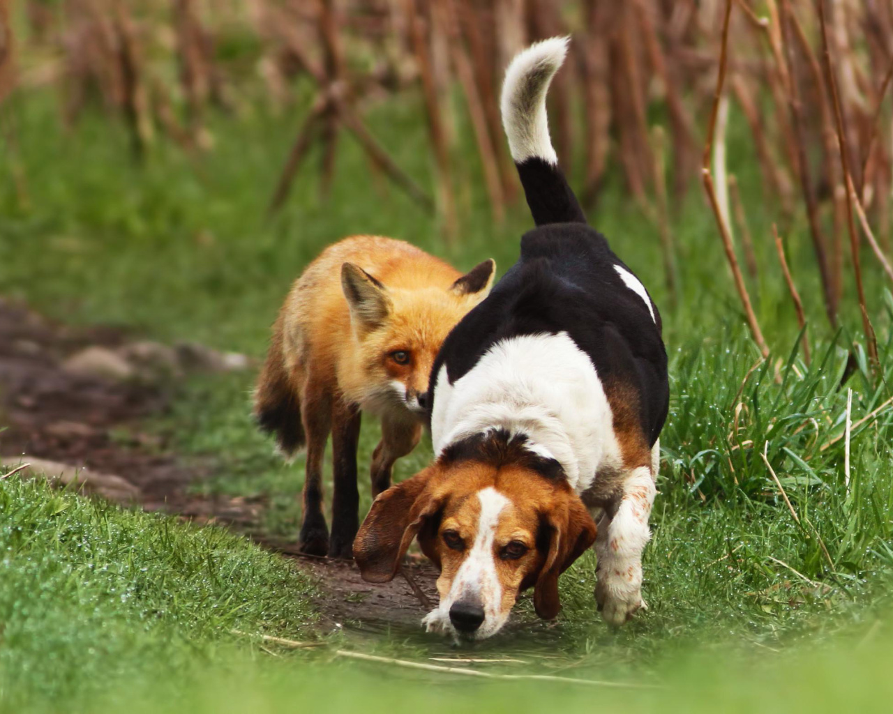 Hunting dog and Fox wallpaper 1280x1024