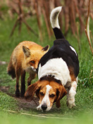 Screenshot №1 pro téma Hunting dog and Fox 132x176