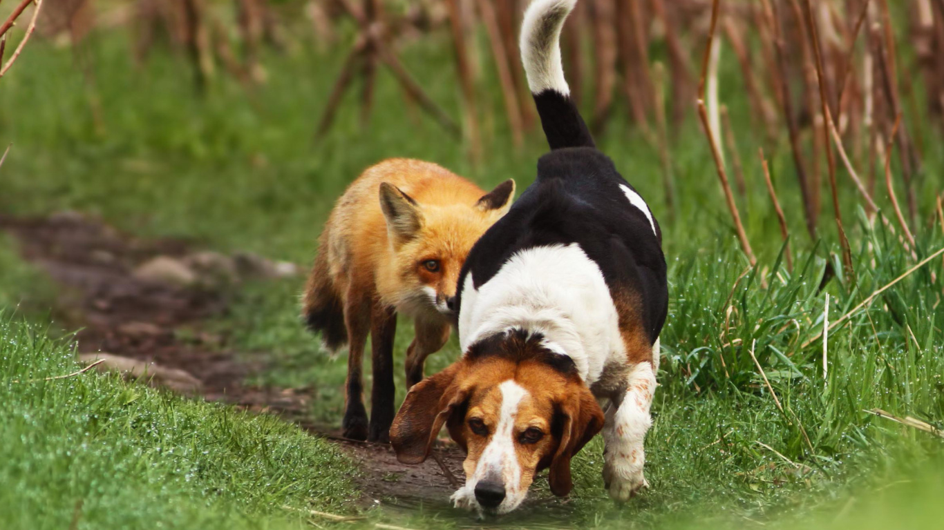 Fondo de pantalla Hunting dog and Fox 1366x768