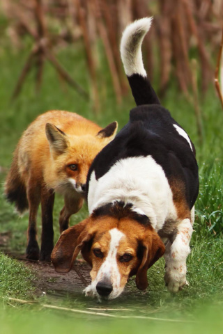 Hunting dog and Fox wallpaper 320x480
