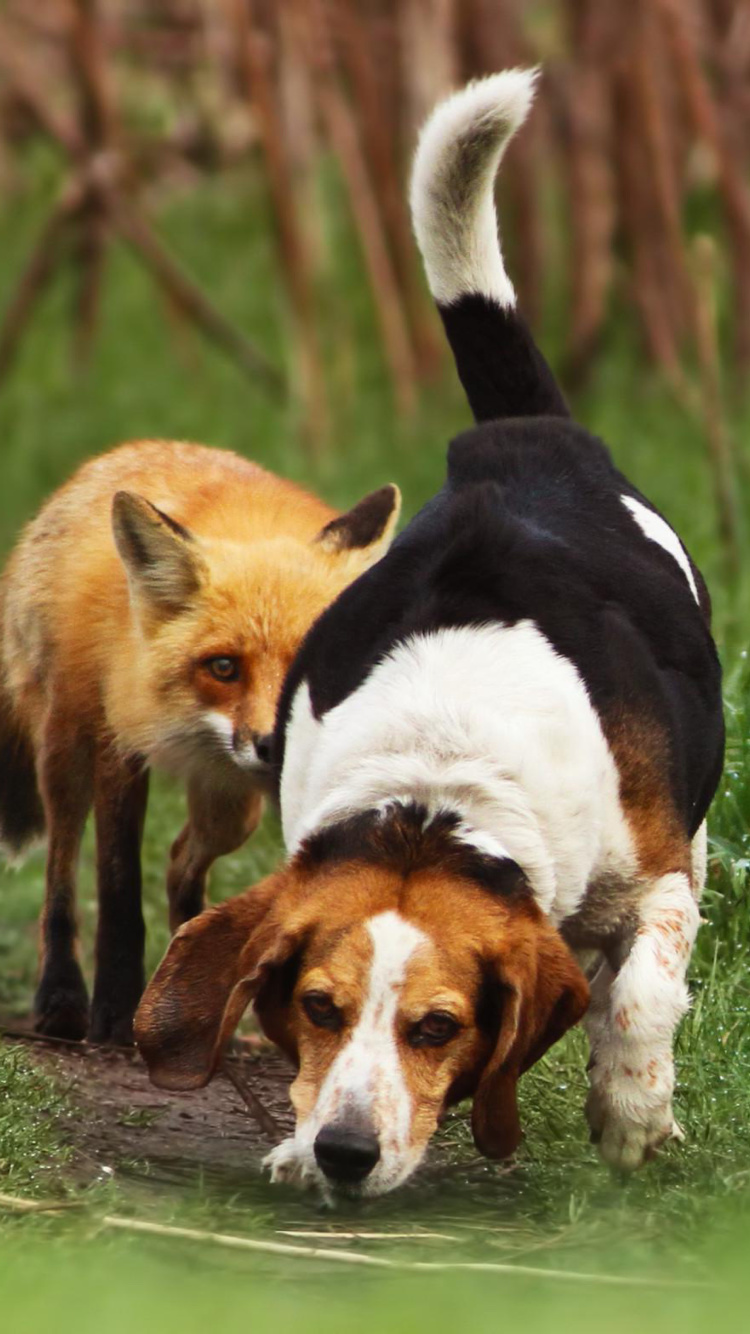 Hunting dog and Fox wallpaper 750x1334