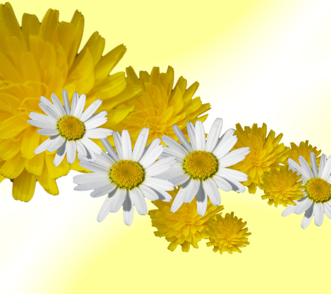 Daisy And Dandelion wallpaper 1080x960