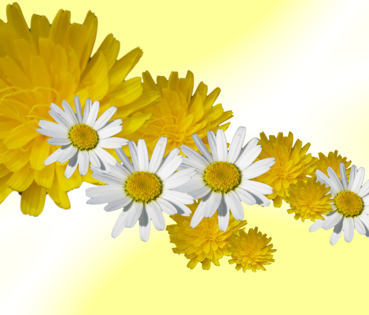 Обои Daisy And Dandelion 1200x1024