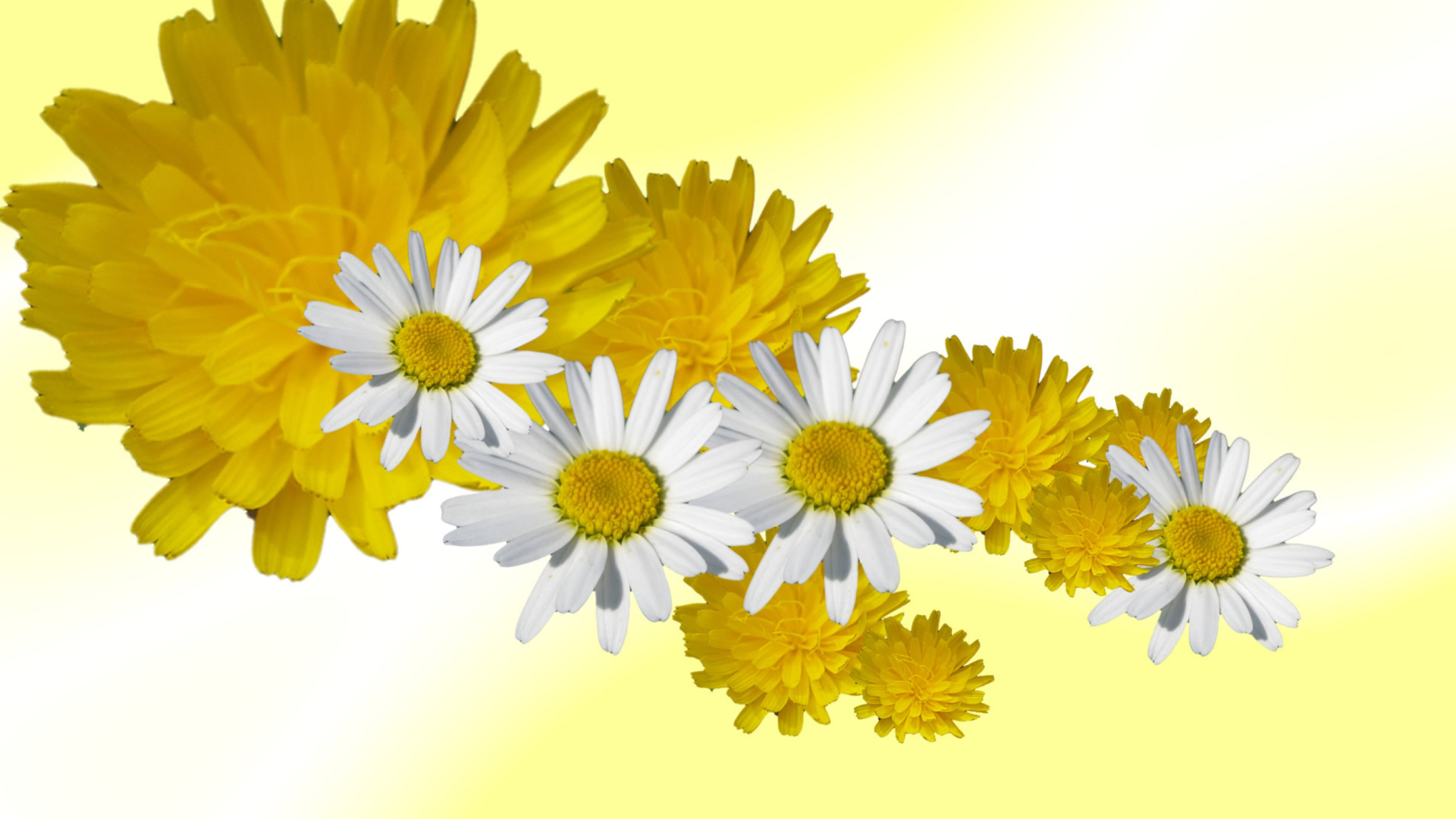 Screenshot №1 pro téma Daisy And Dandelion 1920x1080