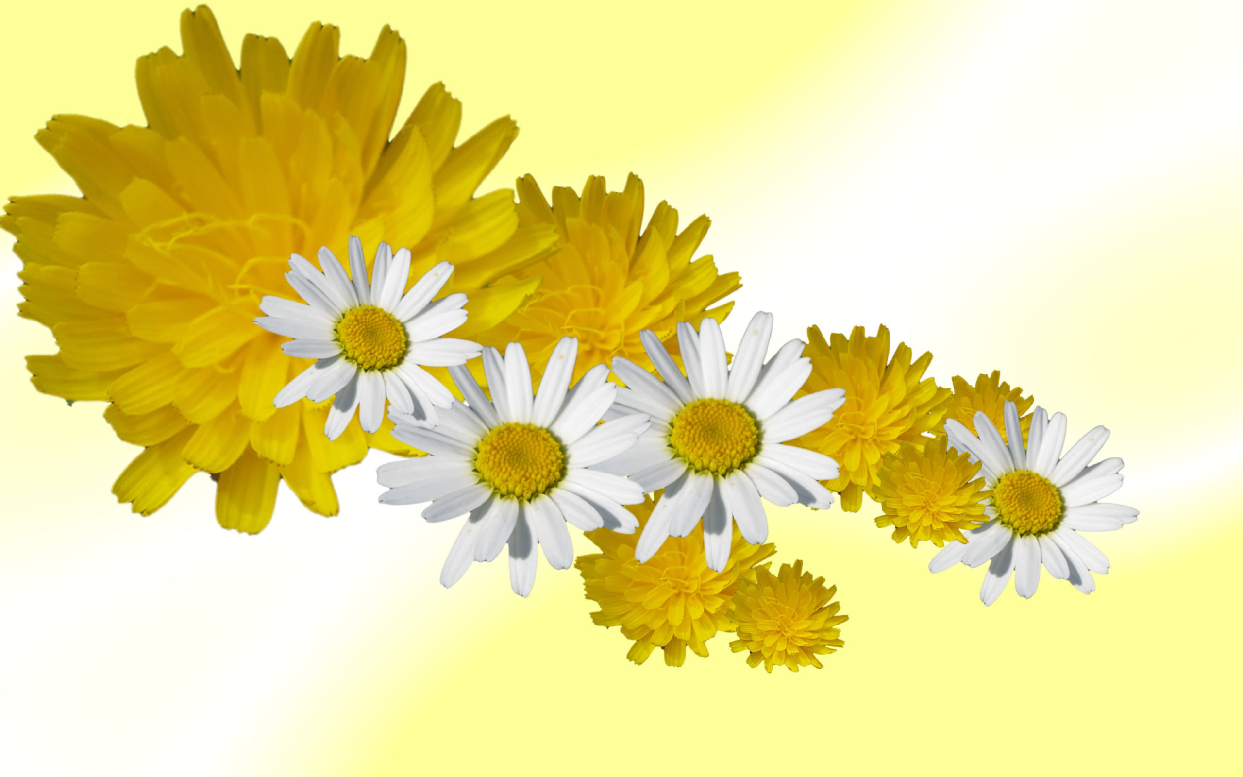 Обои Daisy And Dandelion 2560x1600