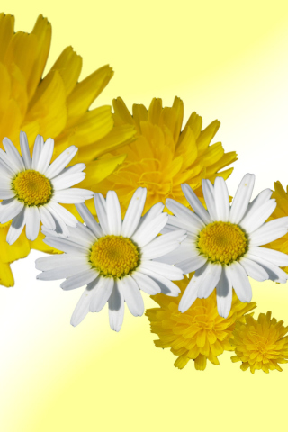 Daisy And Dandelion wallpaper 320x480