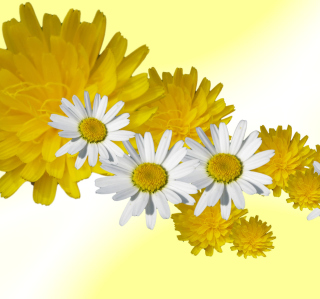 Daisy And Dandelion - Obrázkek zdarma pro 1024x1024