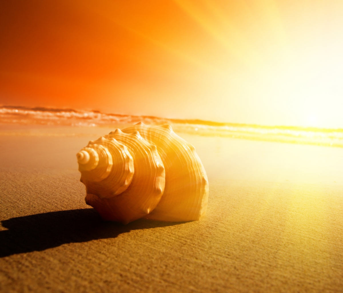 Shell On Beach screenshot #1 1200x1024