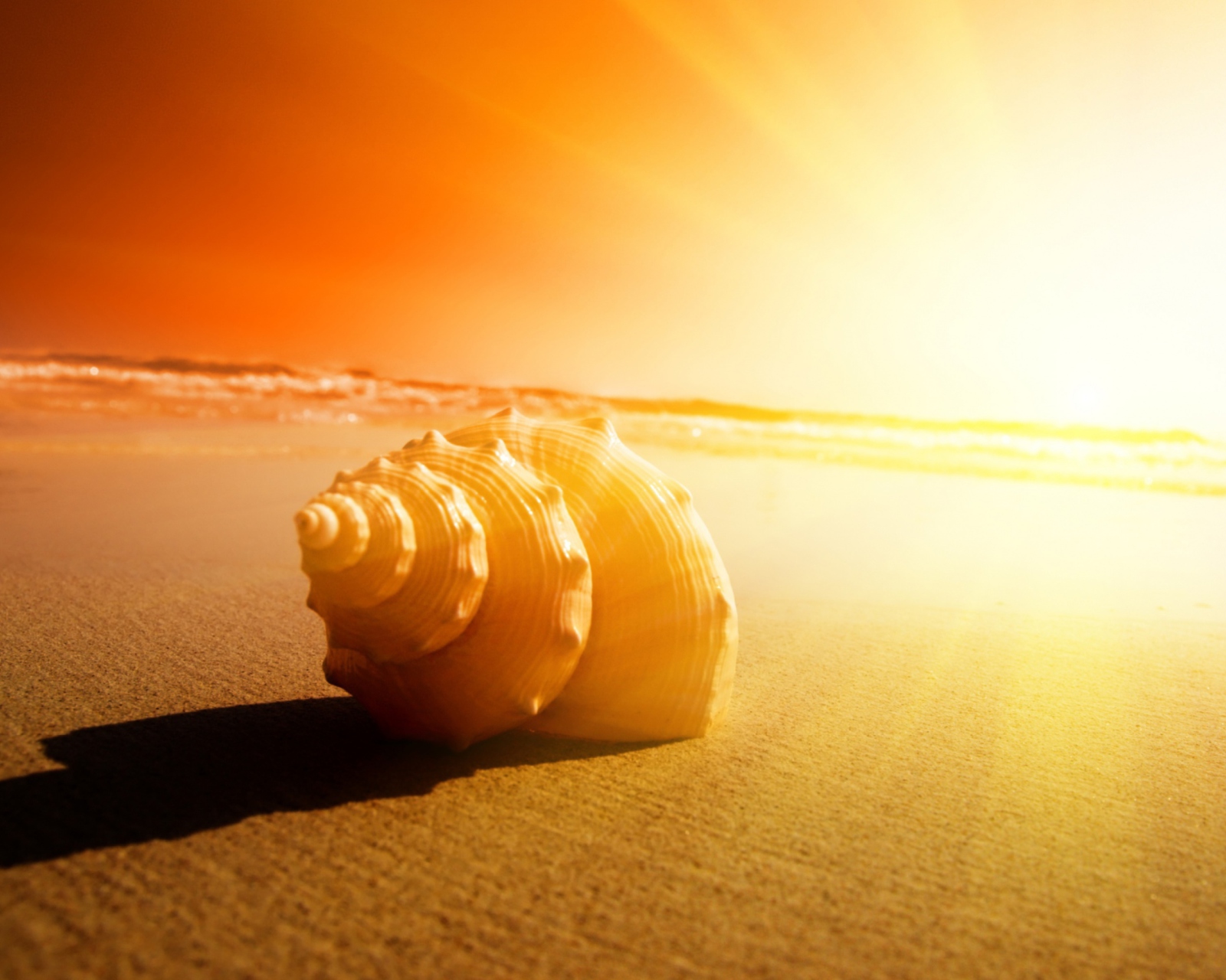 Shell On Beach screenshot #1 1600x1280
