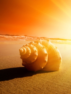 Shell On Beach screenshot #1 240x320