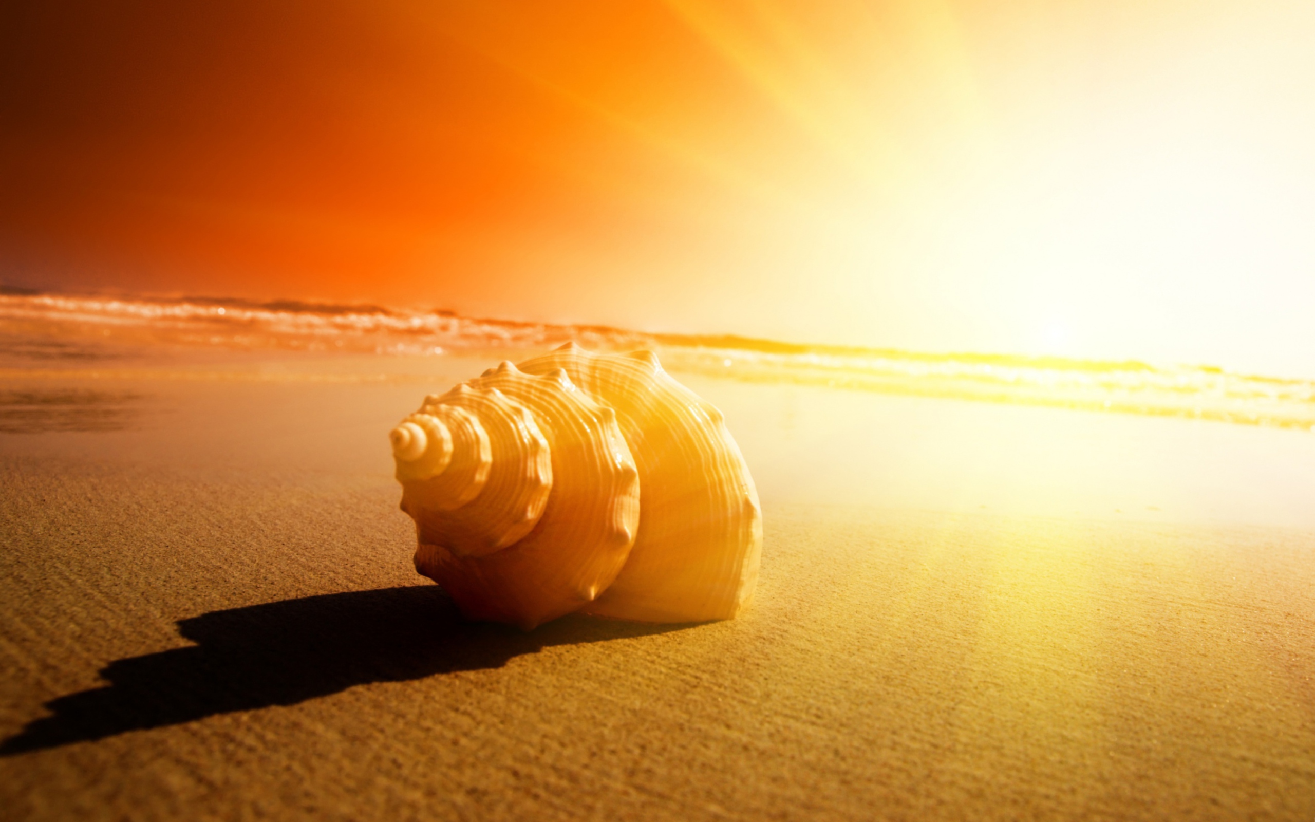 Das Shell On Beach Wallpaper 2560x1600
