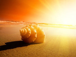 Das Shell On Beach Wallpaper 320x240