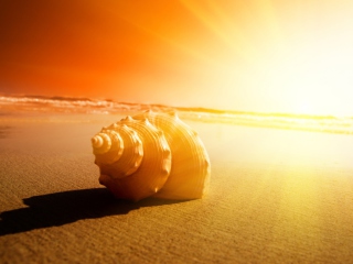 Shell On Beach wallpaper 320x240