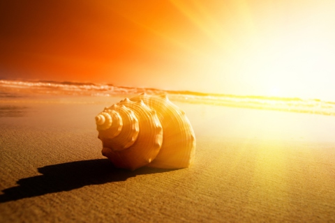 Das Shell On Beach Wallpaper 480x320